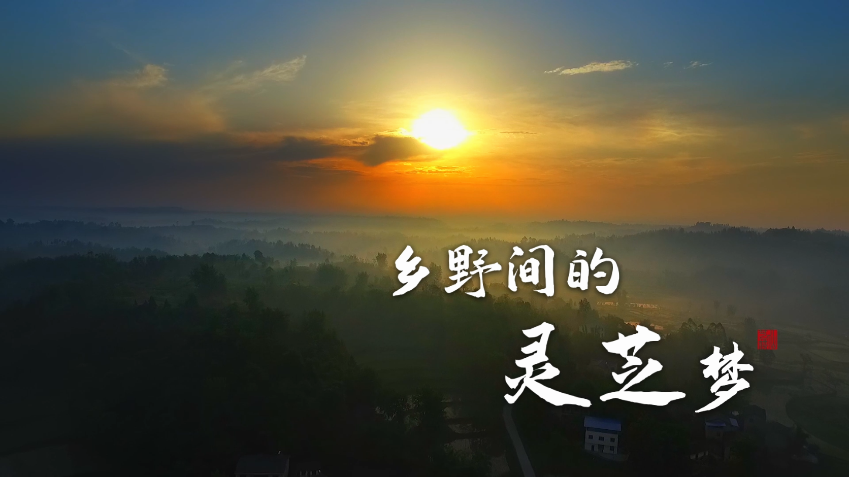 乡野间的灵芝梦